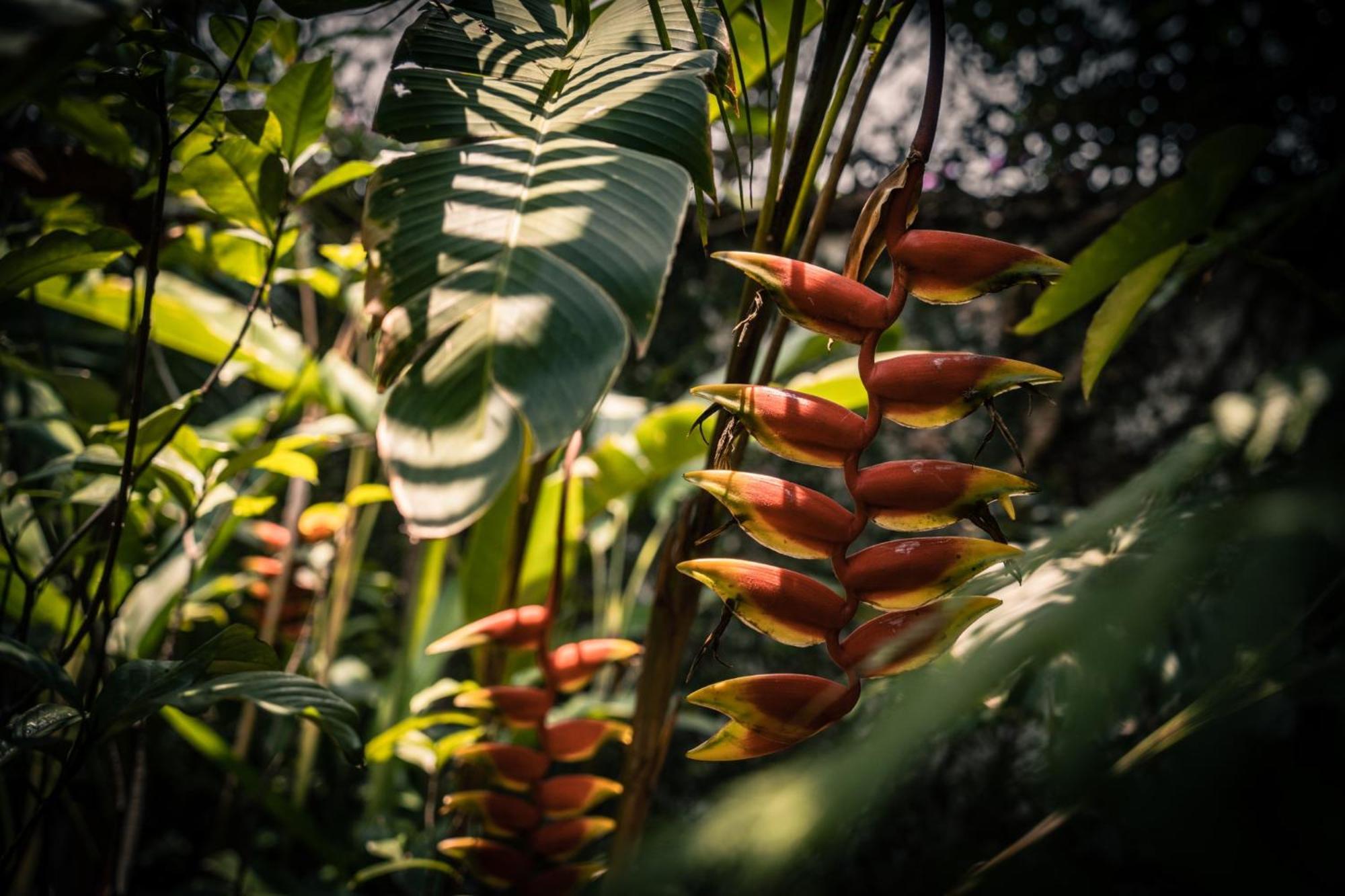 Baraka Antiguaヴィラ エクステリア 写真